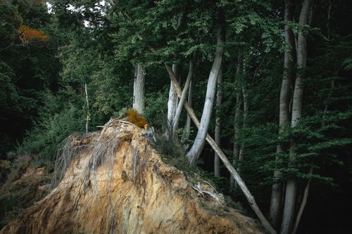 Free Eroded cliff face with lush forest background, displaying natural textures and colors. Stock Photo