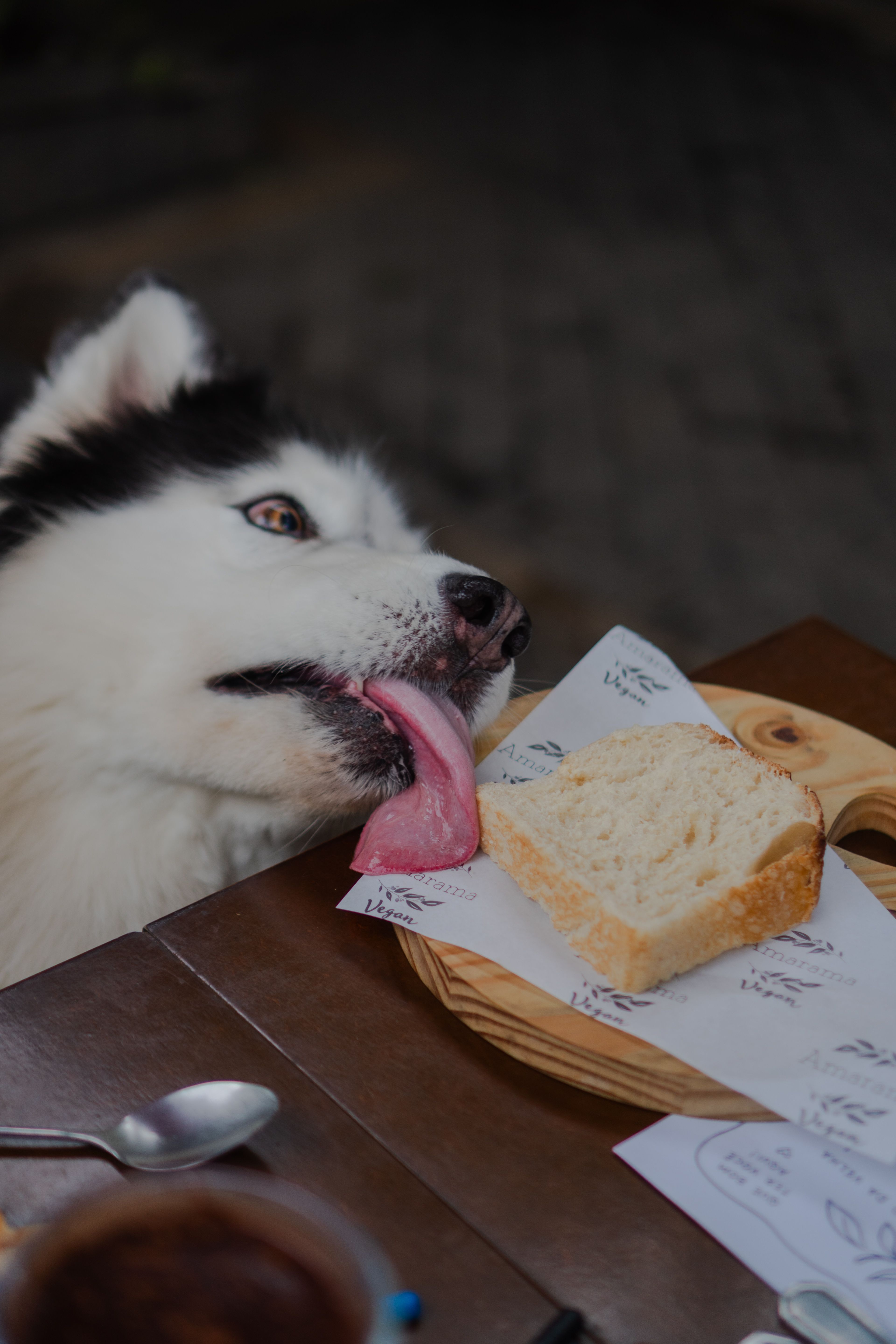senior dog hunger increase