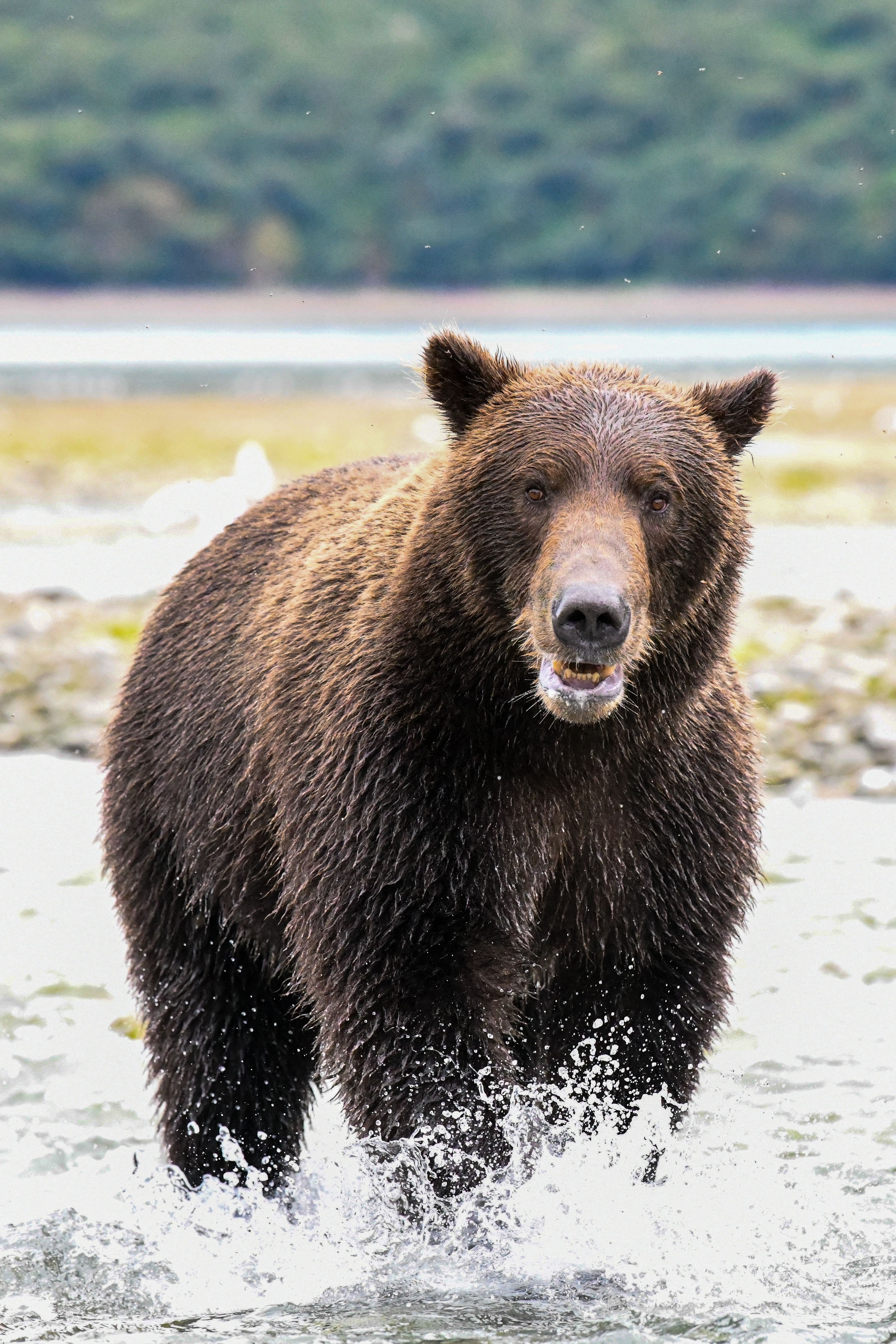 Bear Greg - Eon 01 Eon
