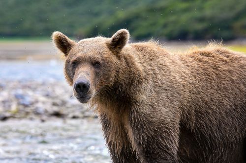 Free Close-up of a brown bear by a river in Katmai National Park, Alaska. Stock Photo