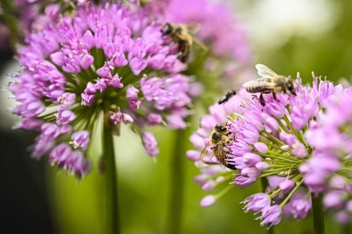 Free Close-up shot of bees pollinating purple flowers in a garden, showcasing nature's beauty. Stock Photo