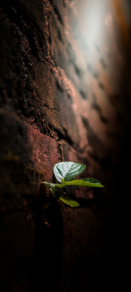 Free stock photo of abstract nature, afternoon light Stock Photo