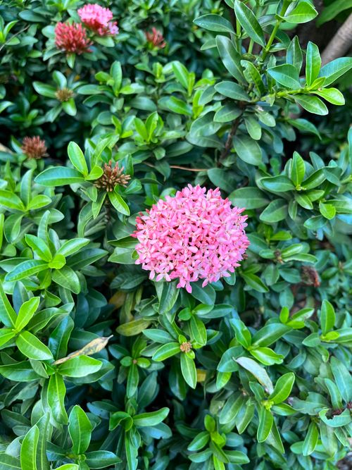 Free A vibrant pink Ixora flower surrounded by lush green leaves, captured in natural light. Stock Photo