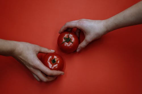 Person Holding Red Tomato Fruit