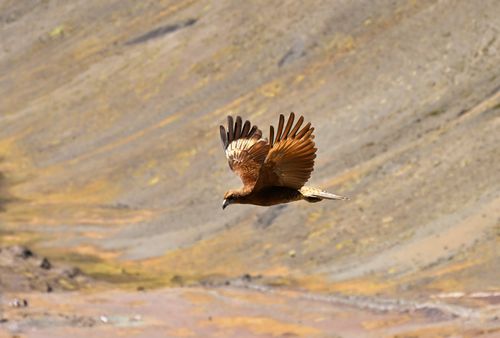 Free A wild eagle gracefully soaring over a rugged mountain landscape during the day. Stock Photo