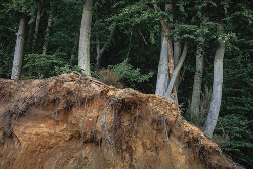 Free Exposed tree roots on an eroded forest terrain, depicting natural processes. Stock Photo