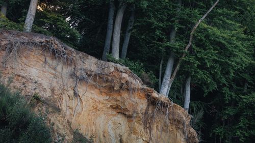 Free Eroding cliff with exposed roots and dense green forest background. Stock Photo