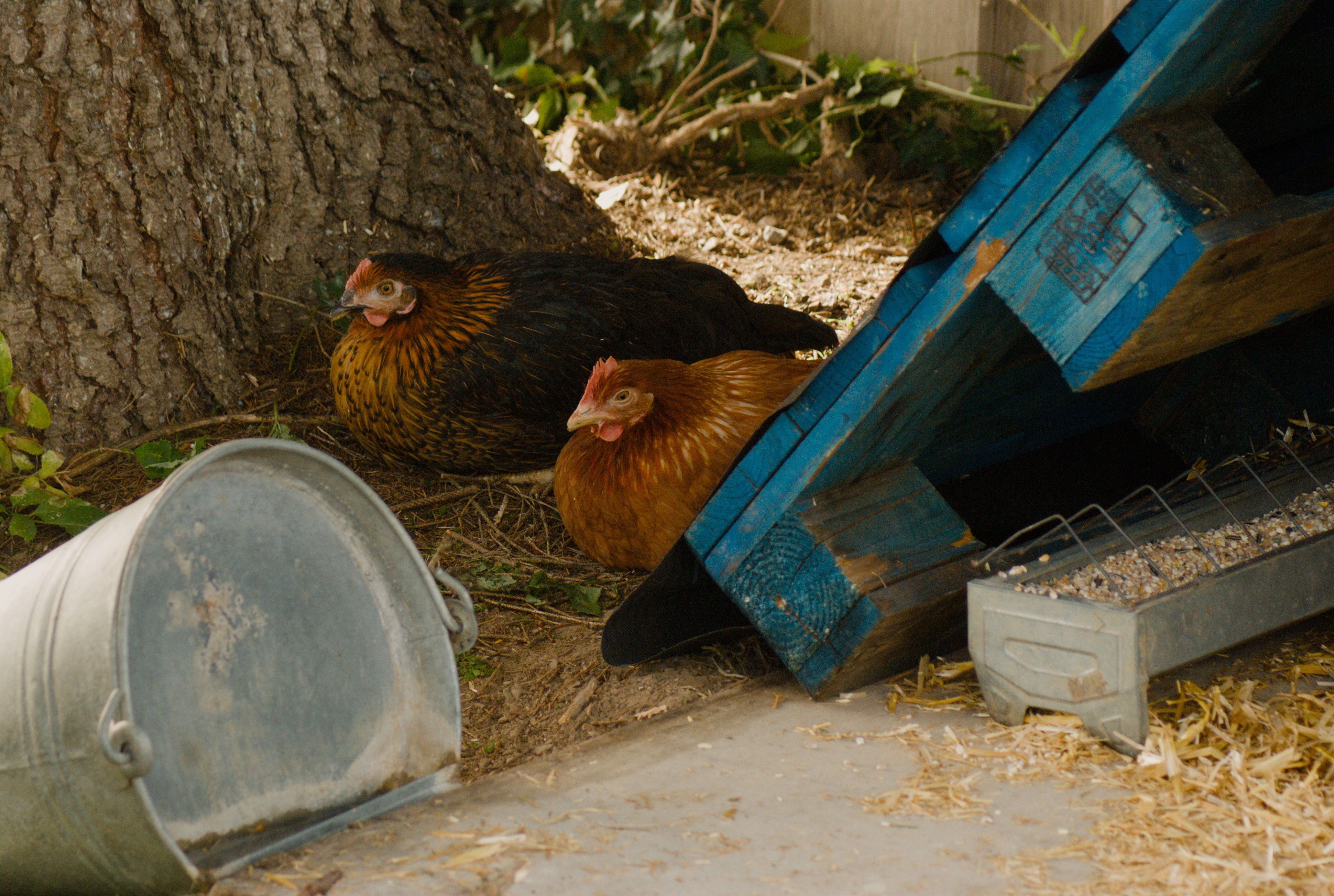 Two hens resting under a wooden structure