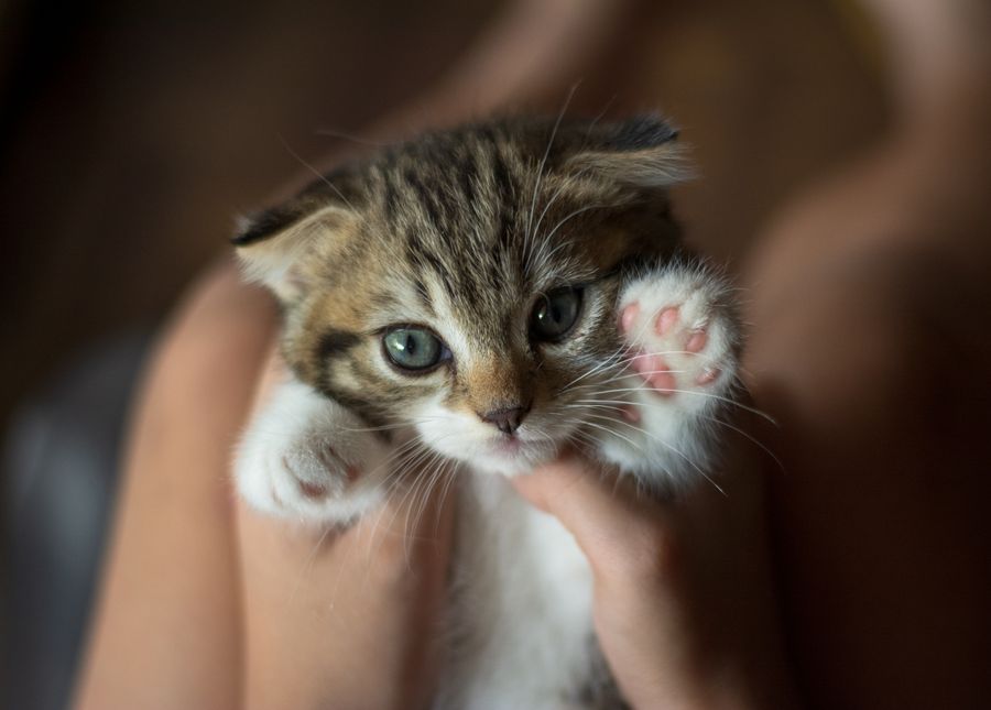 Mavi gözlü kucakta yavru kedi