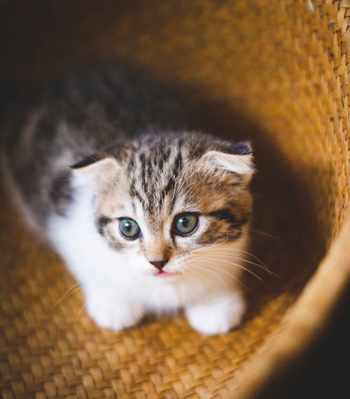 Free stock photo of cat, kitten, scottish fold