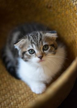一只可爱的虎斑猫坐在室内舒适的编织篮子里，特写镜头对准了它