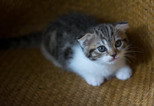 Free stock photo of cat, kitten, scottish fold