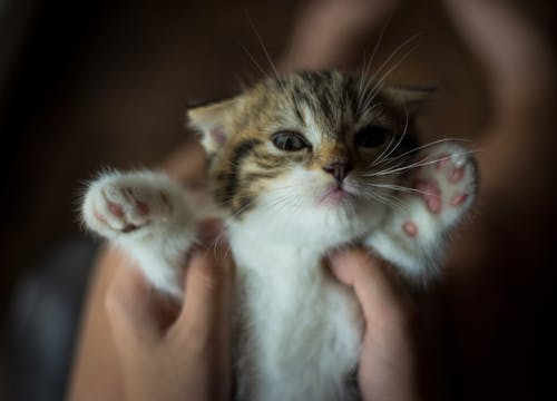 Free stock photo of cat, kitten, scottish fold