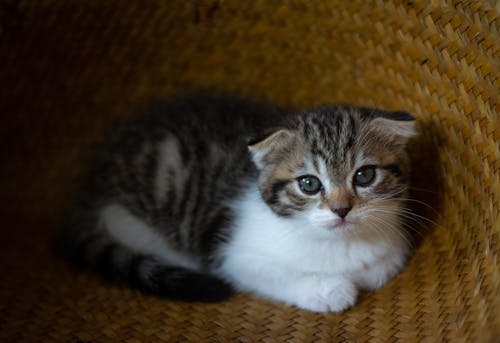 Free stock photo of cat, kitten, scottish fold