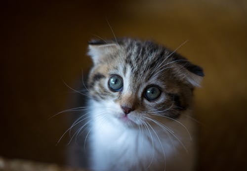 Free stock photo of cat, kitten, scottish fold