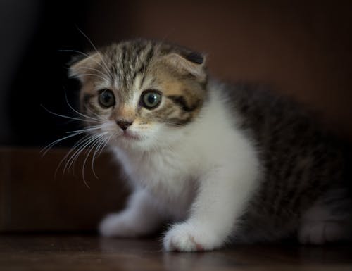 Free stock photo of cat, kitten, scottish fold