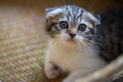 Free stock photo of cat, kitten, scottish fold