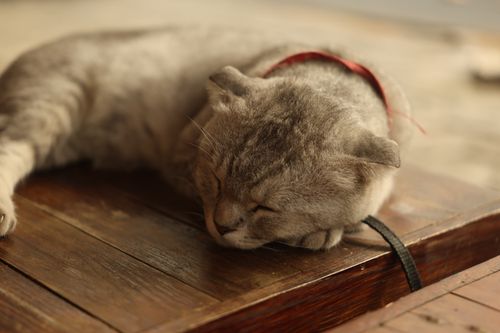 Free A relaxed grey cat sleeping peacefully on a wooden floor indoors. Stock Photo