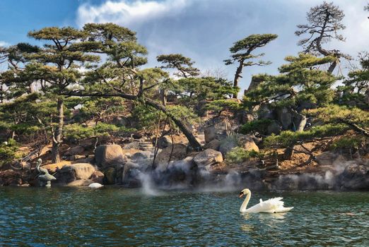 White Swan On Water