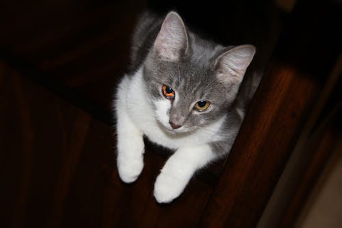 고양이, 노란색, 눈의 무료 스톡 사진