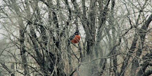 Free stock photo of lonely, orange, tree