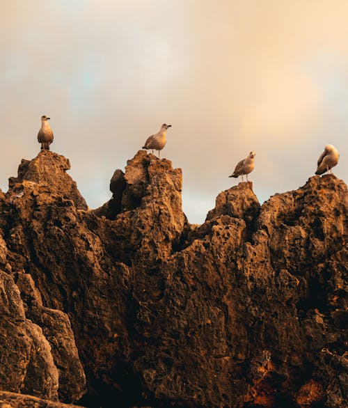 Birds Perched On Rock