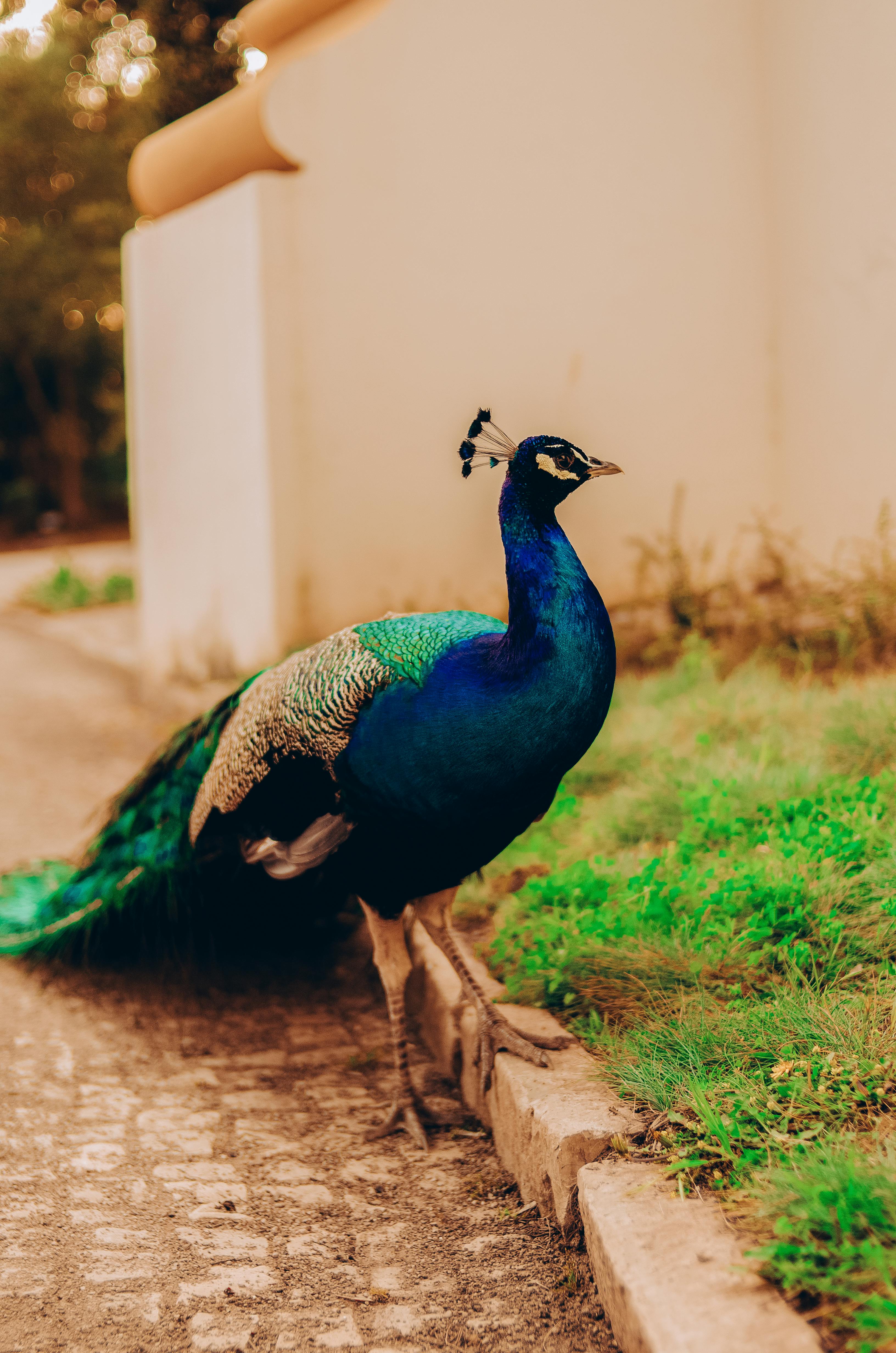 Photo Of A Peacock · Free Stock Photo
