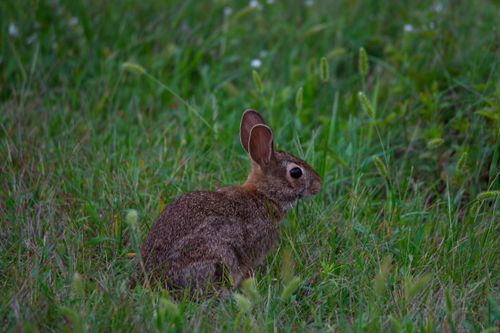 Free A brown rabbit sits in a lush green grass field, captured during the day. Stock Photo