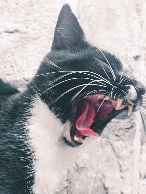 Free stock photo of cat, cats, opened mouth