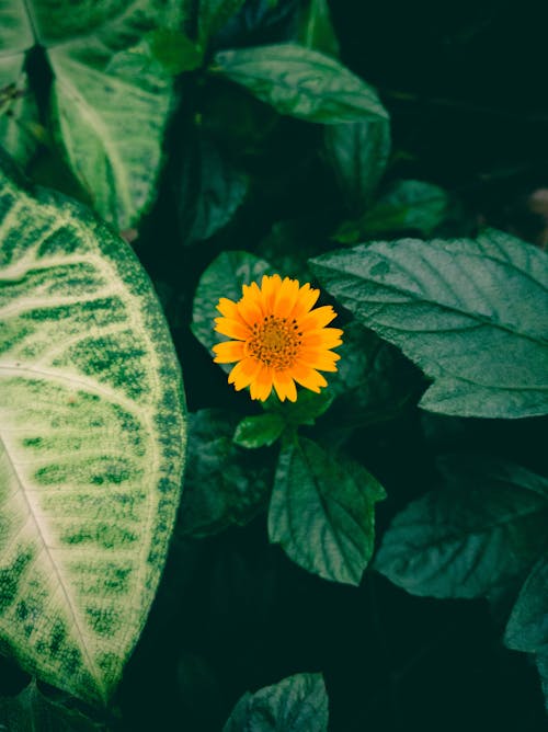 Free stock photo of flower, flowers, green