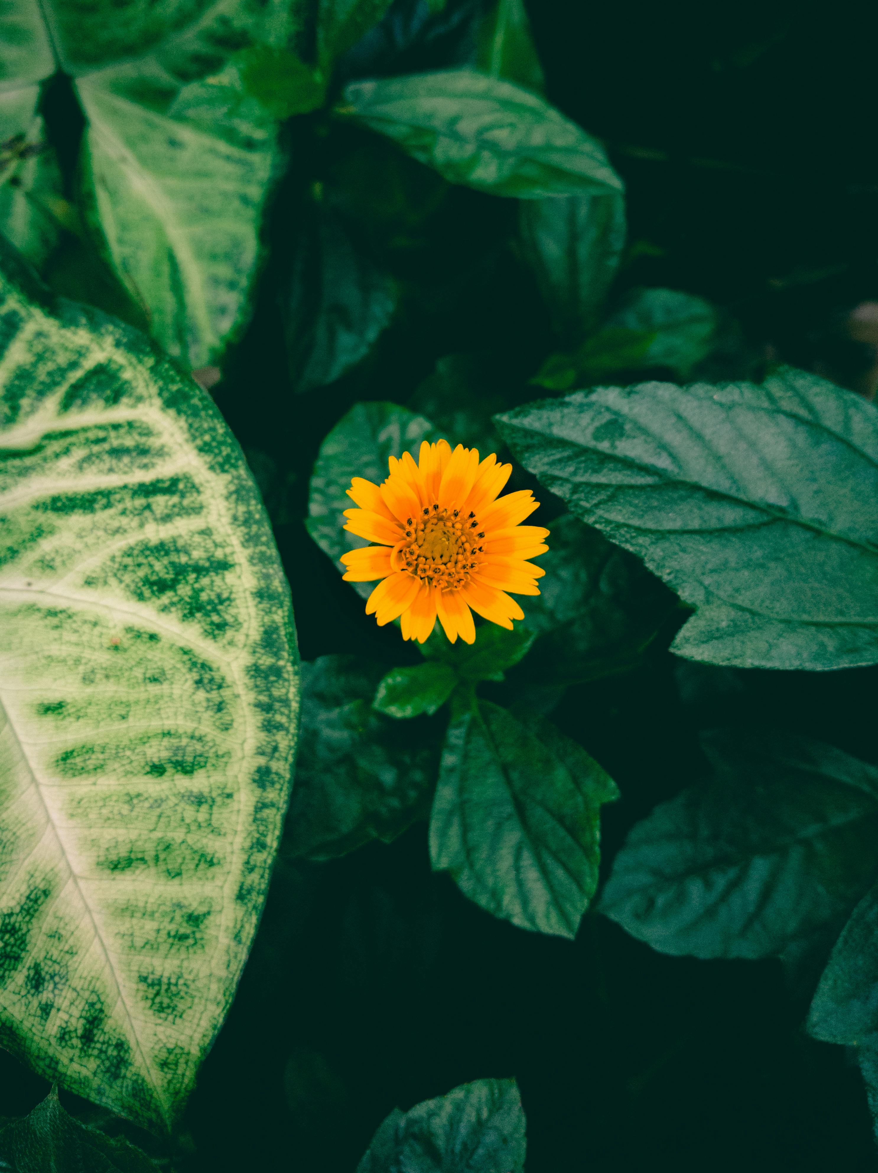 Free stock photo of flower, flowers, green