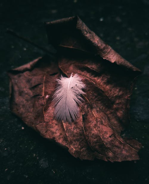 Free stock photo of feather, folk, grunge