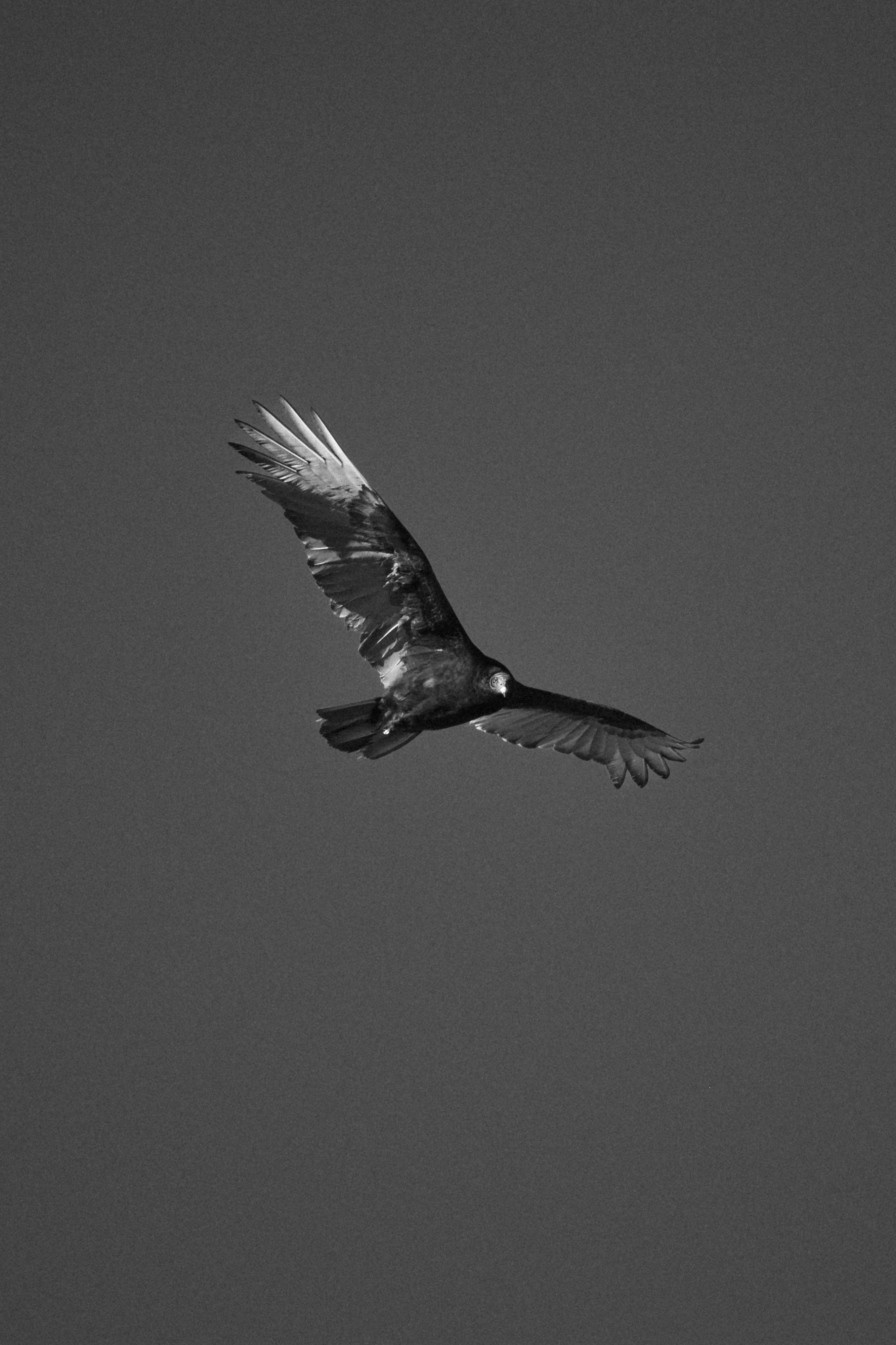 Black and white image of a bird of prey flying with wings spread wide against a plain sky.