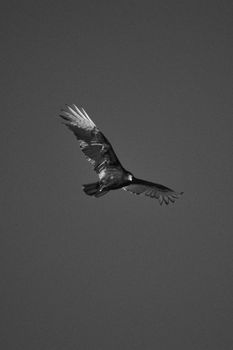 Black and white image of a bird of prey flying with wings spread wide against a plain sky.