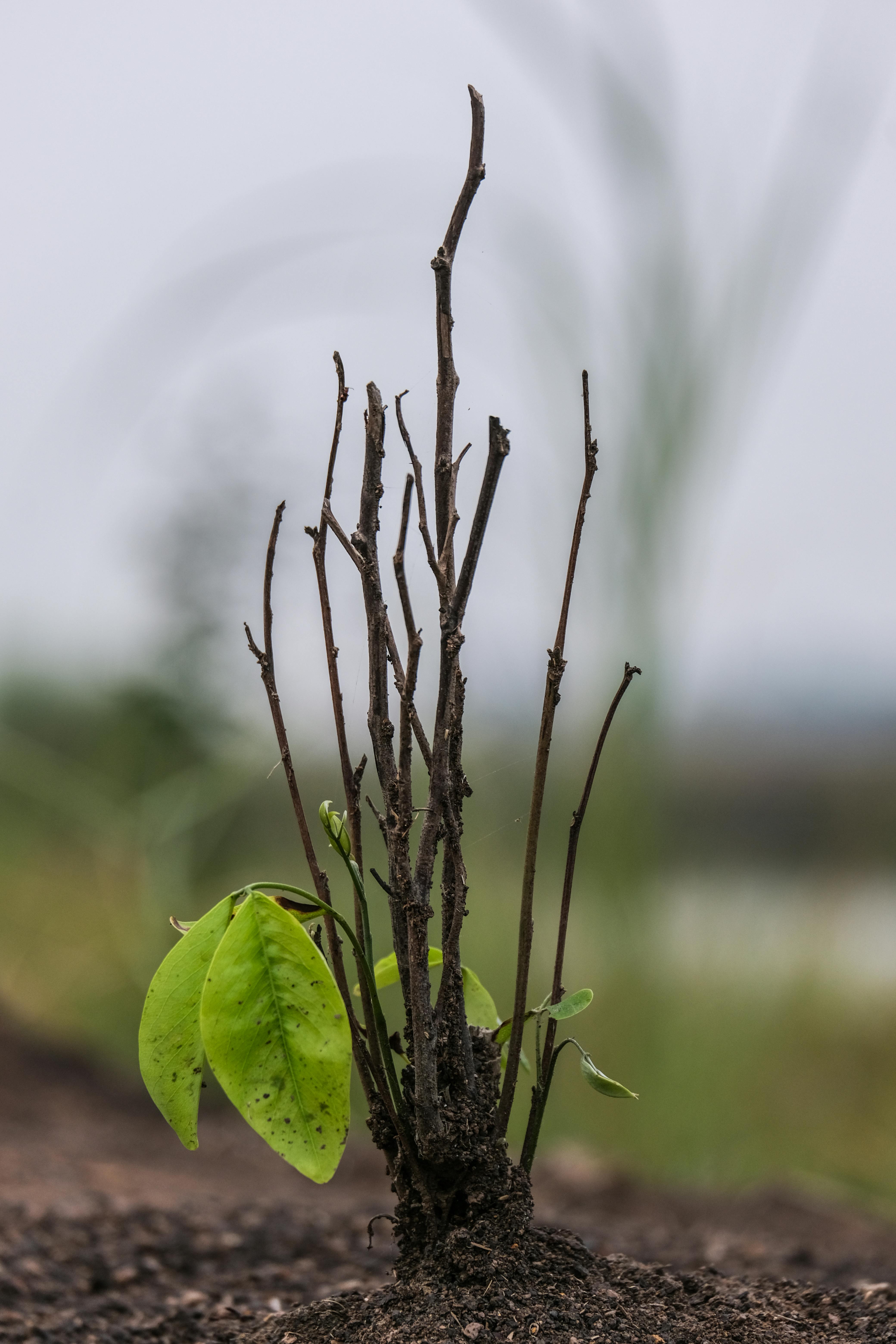 DeFi concept with smart contracts