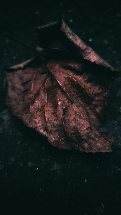 Free stock photo of brown, folk, grunge