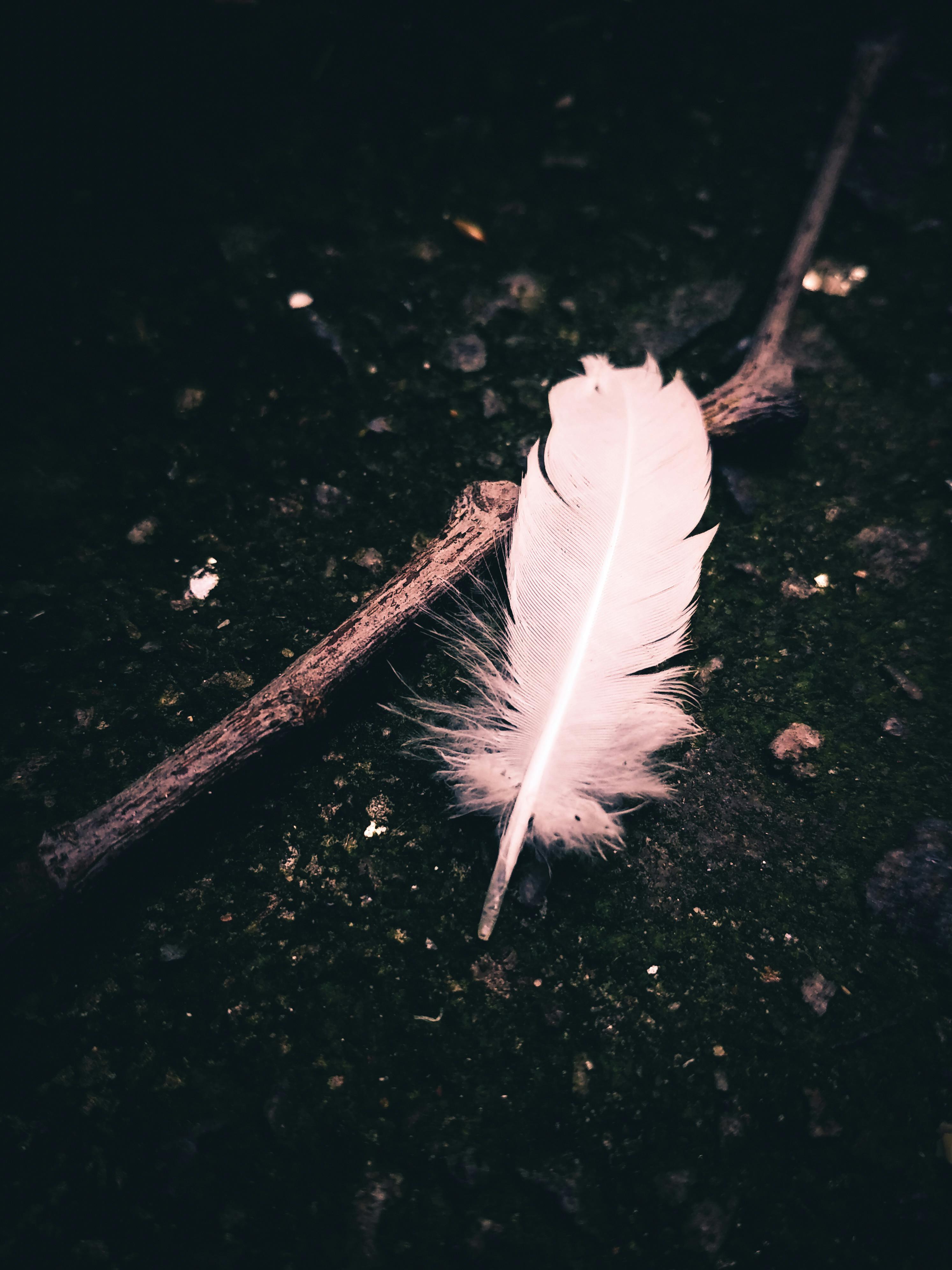Best Feather iPhone HD Wallpapers  iLikeWallpaper