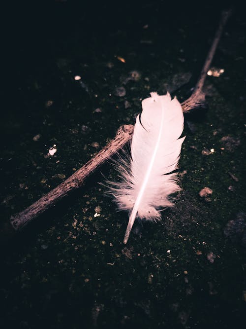 White Feather Photos, Download The BEST Free White Feather Stock Photos &  HD Images
