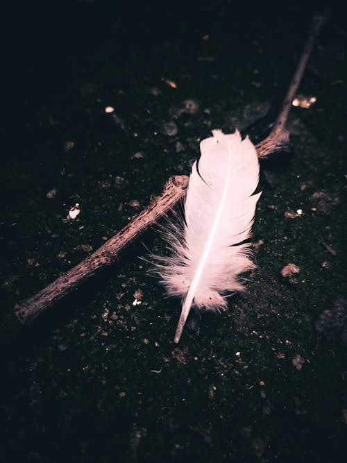 Gray Feather on Tree Stem