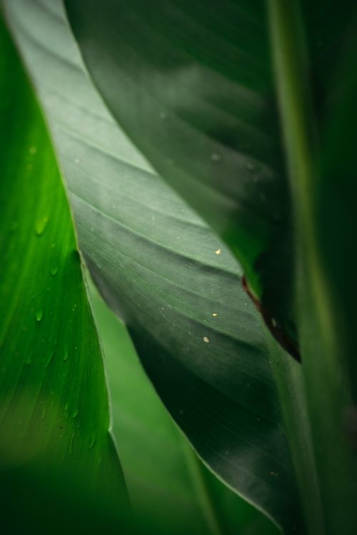 Free A detailed close-up shot of vibrant green leaves adorned with water droplets, highlighting natural beauty. Stock Photo