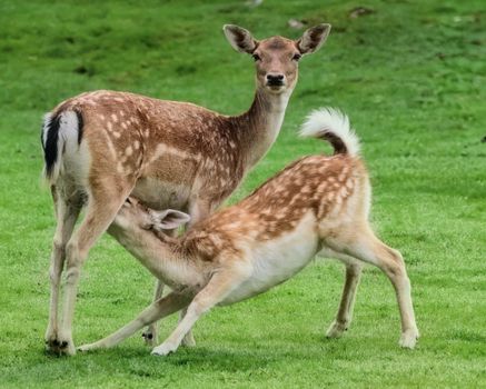 Fawn drinking milk from a mother deer in a lush green field, displaying natural wildlife behavior.