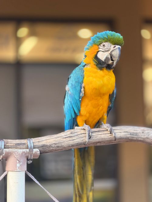 Free Colorful blue and gold macaw sitting on a perch captured indoors with soft lighting. Stock Photo