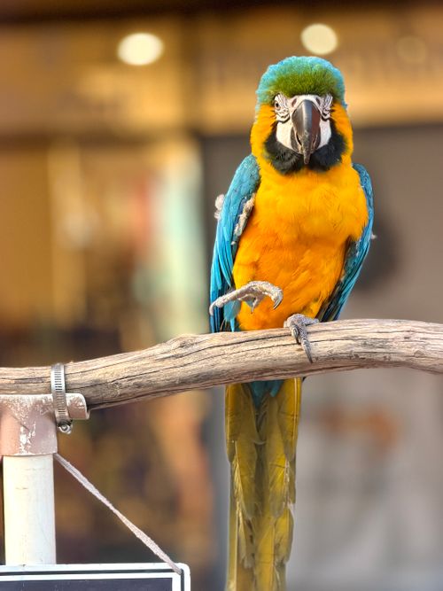 Free A stunning blue and yellow macaw perched on a wooden branch indoors, showing colorful plumage. Stock Photo