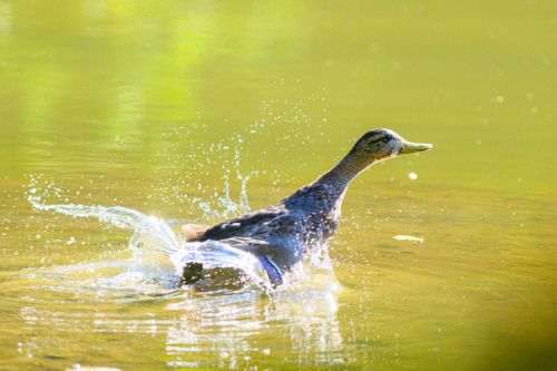 Free A mallard duck creates splashes while swimming in a sunlit pond on a bright day. Stock Photo