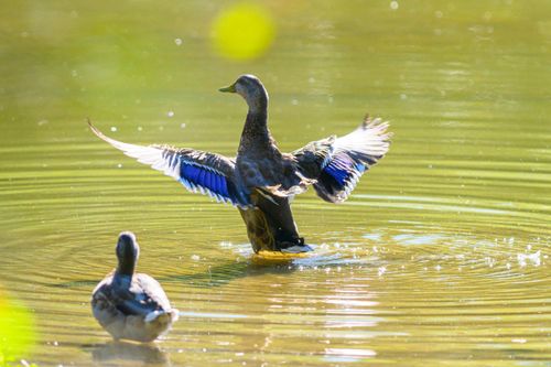 Free Two ducks enjoying a sunny day in a pond, one with wings outstretched, creating ripples in the water. Stock Photo