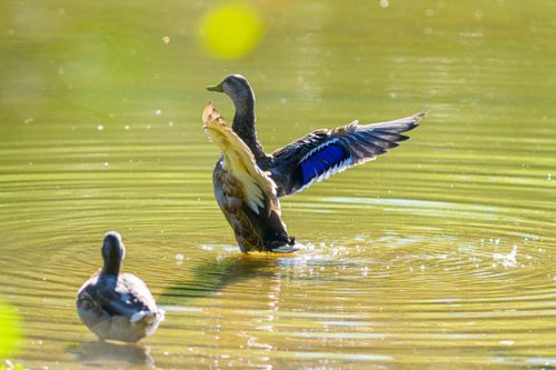Free Two ducks enjoying a sunny day in a tranquil pond, with one duck stretching its wings. Stock Photo