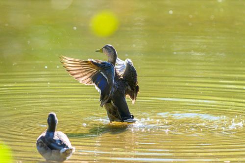 Free A duck spreads its wings in a sunlit pond, surrounded by gentle ripples. Stock Photo