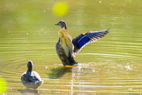 Free Two ducks splashing in a sunny pond, creating rippling water patterns, with vibrant natural lighting. Stock Photo