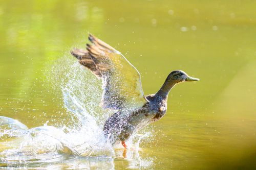 Free A Mallard duck splashes joyfully in a sunlit pond, capturing the essence of nature's energy. Stock Photo