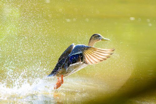 Free A lively duck splashing water as it takes off from a pond on a sunny day. Stock Photo